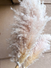 Cargar imagen en el visor de la galería, Pampas Rositas Preservadas