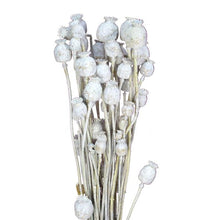 Cargar imagen en el visor de la galería, Papaver Seco Varios Colores