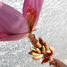 Cargar imagen en el visor de la galería, 125243,00g