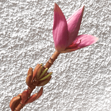 Cargar imagen en el visor de la galería, 125243,00k