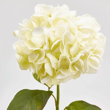 Cargar imagen en el visor de la galería, Hortensias Artificiales Tacto Real Varios colores