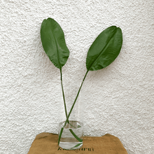 Cargar imagen en el visor de la galería, 126690,00c