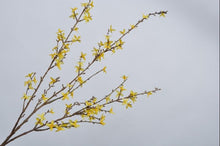 Cargar imagen en el visor de la galería, Forsythia Amarilla Artificial