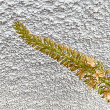 Cargar imagen en el visor de la galería, 126846,00f