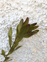 Cargar imagen en el visor de la galería, Proteas Baby Artificiales