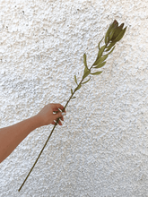 Cargar imagen en el visor de la galería, Proteas Baby Artificiales