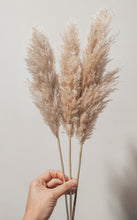 Cargar imagen en el visor de la galería, Pampas Holandesas (Beige)