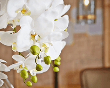 Cargar imagen en el visor de la galería, 214465,10g