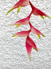 Cargar imagen en el visor de la galería, 214557,56e