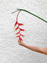 Cargar imagen en el visor de la galería, 214557,56h