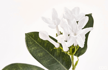 Cargar imagen en el visor de la galería, 214781,1