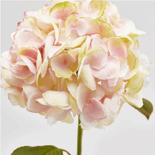 Cargar imagen en el visor de la galería, 214950,75a