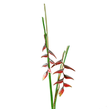 Cargar imagen en el visor de la galería, 215156,76