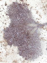 Cargar imagen en el visor de la galería, Coral Rojo Burdeos