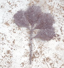 Cargar imagen en el visor de la galería, Coral Rojo Burdeos