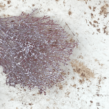 Cargar imagen en el visor de la galería, Coral Rojo Burdeos