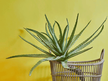 Cargar imagen en el visor de la galería, Árbol Aloe Vera Artificial