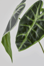 Cargar imagen en el visor de la galería, 231861,72f