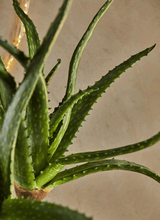 Cargar imagen en el visor de la galería, 232031,70