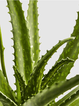 Cargar imagen en el visor de la galería, Aloe Vera Hiperrealista