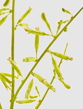 Cargar imagen en el visor de la galería, 232033,70a