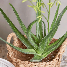 Cargar imagen en el visor de la galería, Aloe Vera Hiperrealista