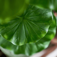 Cargar imagen en el visor de la galería, 232095,7c