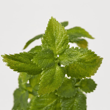 Cargar imagen en el visor de la galería, 232336,7