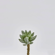 Cargar imagen en el visor de la galería, 234112,71