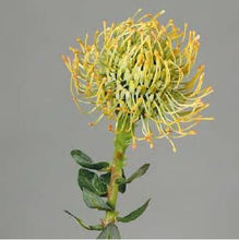 Cargar imagen en el visor de la galería, Proteas Artificiales