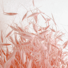 Cargar imagen en el visor de la galería, Avena Seca varios colores