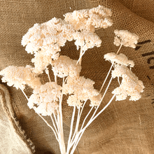 Cargar imagen en el visor de la galería, Achilea Filipendulina Blanca