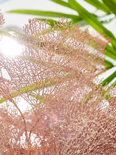 Cargar imagen en el visor de la galería, Coral Rojo Burdeos