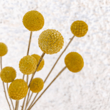 Cargar imagen en el visor de la galería, Craspedia 3