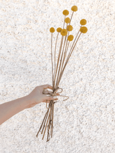 Cargar imagen en el visor de la galería, Craspedia 4