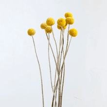 Cargar imagen en el visor de la galería, Craspedia Amarilla1
