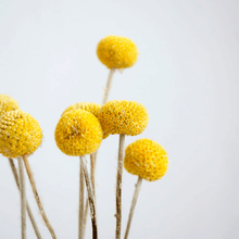 Cargar imagen en el visor de la galería, Craspedia Amarilla2
