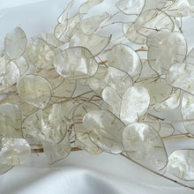 Cargar imagen en el visor de la galería, Lunaria Nacarada