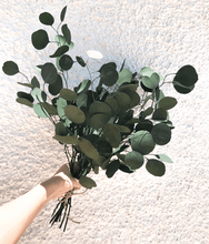Cargar imagen en el visor de la galería, Eucaliptus Populus Verde 1