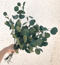 Cargar imagen en el visor de la galería, Eucaliptus Populus Verde