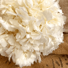 Cargar imagen en el visor de la galería, Hortensias Preservadas Varios Colores