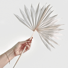 Cargar imagen en el visor de la galería, Palma Blanca