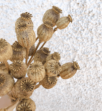 Cargar imagen en el visor de la galería, Papaver Natural 1