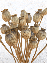Cargar imagen en el visor de la galería, Papaver Natural 3
