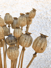 Cargar imagen en el visor de la galería, Papaver Natural 4
