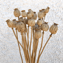 Cargar imagen en el visor de la galería, Papaver Natural 5