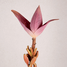 Cargar imagen en el visor de la galería, Rama Banana 1