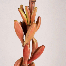 Cargar imagen en el visor de la galería, Rama Banana 2