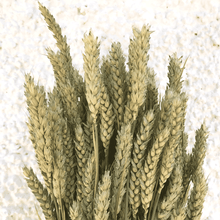 Cargar imagen en el visor de la galería, Trigo Natural