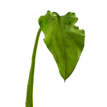 Cargar imagen en el visor de la galería, Hoja de calla